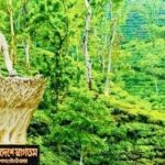 শ্যামনগরে তরুণ উৎসব ও আনন্দ র‌্যালি অনুষ্ঠিত