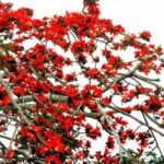 ঠাকুরগাঁওয়ে বিশ্ব বেতার দিবস উপলক্ষে আনন্দ রেলি ও আলোচনা সভা।