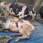 কালীগঞ্জে উপজেলায় স্কাউটের কমিটি গঠন : জানেন না ভোটাররা  