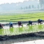 ফেনীর সোনাগাজীতে আন্তর্জাতিক মাতৃভাষা দিবস উপলক্ষে বিনামুল্যে স্বাস্থ্যসেবা।