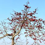 জাতিকে অনিশ্চয়তায় না রেখে শিগগির নির্বাচনের দিন ঘোষণা করুন – কুমিল্লায় মির্জা ফখরুল