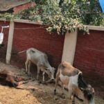 ধর্ষণের চেষ্টাকালে চিৎকার কিশোরীকে হত্যা, ১৭ দিন পর গ্রেফতার-১