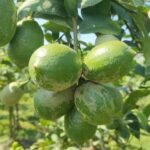 ইউনুস সাহেব সৎ লোক, আশাকরি নির্বাচন বিলম্বিত করবেন না : জয়নুল আবেদিন ফারুক