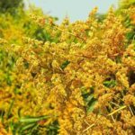 কমলগঞ্জে বিশ্ব বন্যপ্রাণী দিবস পালন