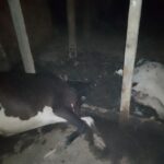 টাঙ্গাইলে দুই ট্রাকের মুখোমুখি সংঘর্ষে প্রাণ গেল চালকের 