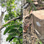 ভূঞাপুরে ২’শত পরিবারে ঈদ উপহার বিতরণ!