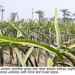 মহেশপুরে আন্তর্জাতিক নারী দিবস উপলক্ষে র‌্যালী ও আলোচনা সভা