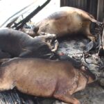 স্ত্রীকে হত্যার পর লাশ পোড়ালো স্বামী