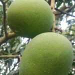 মাদারীপুরে চাঁদার দাবিতে ব্যবসায়ীকে কুপিয়ে জখম