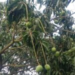 পাইকগাছার বাঁকা ব্রীজটি চরম ঝুকিতে; দ্রুত সংস্কারের দাবী
