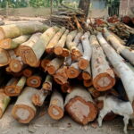 দেবীগঞ্জে মোস্তফার বিরুদ্ধে বন ভূমির জমি দখলের অভিযোগ , বনের গাছ কাটার অভিযোগে মামলা, 