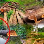 পুলিশের চুরি যাওয়া পিস্তলের খোঁজ মেলেনি: দুই চোর শনাক্ত