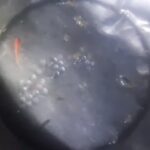 জমি বিরোধে সশস্ত্র হামলা, নারীসহ আহত ৭