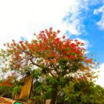 বালিয়াডাঙ্গীতে মানসিক ভারসাম্যহীন বৃদ্ধার গলায় ফাঁস দিয়ে আত্মহত্যা
