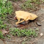 স্বৈরাচারের বিরুদ্ধে আন্দোলন সংগ্রামে সামনের সারি থেকে নেতৃত্ব দিয়ে আসছে মোঃ তৌহিদ হোসেন