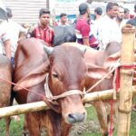 পবিত্র ঈদুল আজহা উপলক্ষে জয়পুরহাটে বিনামূল্যে ভিজিএফের চাল বিতরণ 