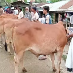 ড. জিল্লুর রহমানের ইন্তেকালে ইবি ছাত্রশিবিরের শোক প্রকাশ 