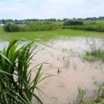 হাইকোর্টে আরিফ চেয়ারম্যানের পদ পূর্ণবহাল:বসা হলোনা দায়িত্বে,