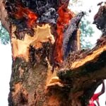 ছাত্রদল ও জাসাসের নেতৃবৃন্দের সহযোগীতায় শিশু ধর্ষক সায়েদ আলী আটক : থানায় মামলা দায়ের 