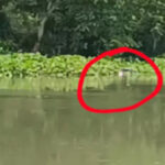 নওগাঁয় স্কুলছাত্রীকে ধর্ষণের পর ভিডিও ভাইরাল, থানায় মামলা