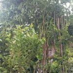 আগামী ০৩ই আগস্ট সংস্কার ও নতুন সংবিধান ইশতেহার ঘোষণা করা হবে: জয়পুরহাটে এনসিপির  আহবায়ক নাহিদ ইসলাম