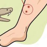 কালাইয়ে মেধাবীদের হাতে শিক্ষা বৃত্তির টাকা তুলে দেন জয়পুরহাট জেলা প্রশাসক আফরোজা আকতার চৌধুরী।