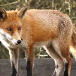 আ.লীগ নেতার মাকে কুপিয়ে স্বর্ণালংকার লুট “চুরি নয়, পরিকল্পিত ডাকাতি”—অভিযোগ ভুক্তভোগীর ছেলের