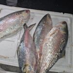 নিলামের নামে স্কুলের গাছ হরিলুটের অভিযোগ