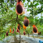 ‘চাঁদাবাজ নয়, হামলার শিকার আমি’— সংবাদ সম্মেলনে দেলু পাটোয়ারীর অভিযোগ