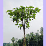নওগাঁয় ভ্যান চালকের ঝুলন্ত মৃতদেহ উদ্ধার