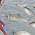 রুমিন ফারহানাকে নিয়ে ফেসবুক পোস্ট, বিএনপি-জামায়াত সং ঘ র্ষ আ হ ত ২০