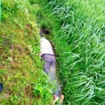 শ্যামনগরে আন্তর্জাতিক প্রবীণ দিবসে র‌্যালী ও আলোচনাসভা