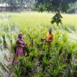 পঞ্চগড়ে লাউ ক্ষেতে তনজিনার মরদেহ, জিজ্ঞাসাবাদের জন্য আটক এক
