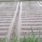 কচুয়া থেকে আন্দোলনে অংশ নেবে শতাধিক শিক্ষক