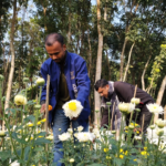 প্রধান বিচারপতি হলেন জুবায়ের রহমান চৌধুরী