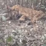 দেবীগঞ্জে খালেদা জিয়ার রুহের মাগফেরাত কামনা করে দোয়া মাহফিল