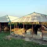 ঝিনাইদহে নির্বাচনী আচরণ বিধি ভঙ্গের দায়ে বিএনপি কর্মীকে জরিমানা