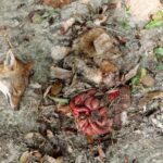 পলাশবাড়ীর বিএনপির প্রার্থীর পক্ষে মহদীপুরে যৌথ প্রস্তুতি সভা অনুষ্ঠিত