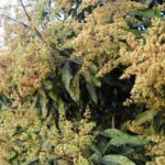 মুকুলে ছেয়ে গেছে বাগান, ভালো ফলনের স্বপ্নে বিভোর চাষি