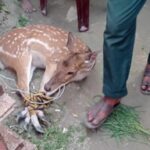 এনসিটি ইজারা সিদ্ধান্ত বাতিলের দাবি সম্মিলিত পেশাজীবি পরিষদের