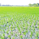 পলাশবাড়ীতে বিএনপির বিশাল বিক্ষোভ মিছিল ও  সমাবেশ অনুষ্ঠিত 