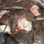 আন্তর্জাতিক মাতৃভাষা শুভেচ্ছা জানিয়েছেন  আব্দুল আজিজ মিলন যুগ্ম আহবায়ক নারায়ণগঞ্জ মহানগর শ্রমিক দল। 