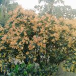 অতিরিক্ত মূল্যের কারণে ভোক্তাদের সীমাহীন কষ্ট হয় মাদারীপুরে এমপি- জাহান 