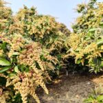 “জনগণই শক্তি”—প্রত্যন্ত গ্রামে ঘুরে সমস্যার খোঁজ এমপির