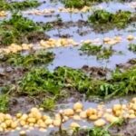 মৌসুমের শুরুতেই চিংড়ি রেণুর দাম চড়া,বিপাকে চাষিরা