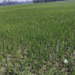 তারাগঞ্জে আলোচিত হত্যাকাণ্ডে পুলিশের জোরালো অভিযান, গ্রেপ্তার দুই আসামি