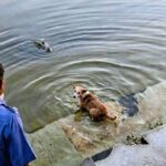 নগরীর যোগাযোগ ব্যবস্থাকে নিরাপদ করতে ৩৮ ফুটওভার ব্রিজ নির্মাণ হচ্ছে:- চট্টগ্রাম সিটি মেয়র ডা. শাহাদাত হোসেন