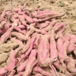 নওগাঁয় ইমারত নির্মাণ শ্রমিক ইউনিয়নের নবনির্বাচিত কমিটির শপথ গ্রহণ অনুষ্ঠিত