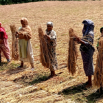নেত্রকোনার দুর্গাপুরে বন্য হাতির আক্রমনে আদিবাসী কৃষক নিহত