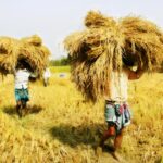 নওগাঁয় বিষাক্ত সাপের দংশনে শিশু শিক্ষার্থীর মৃত্যু